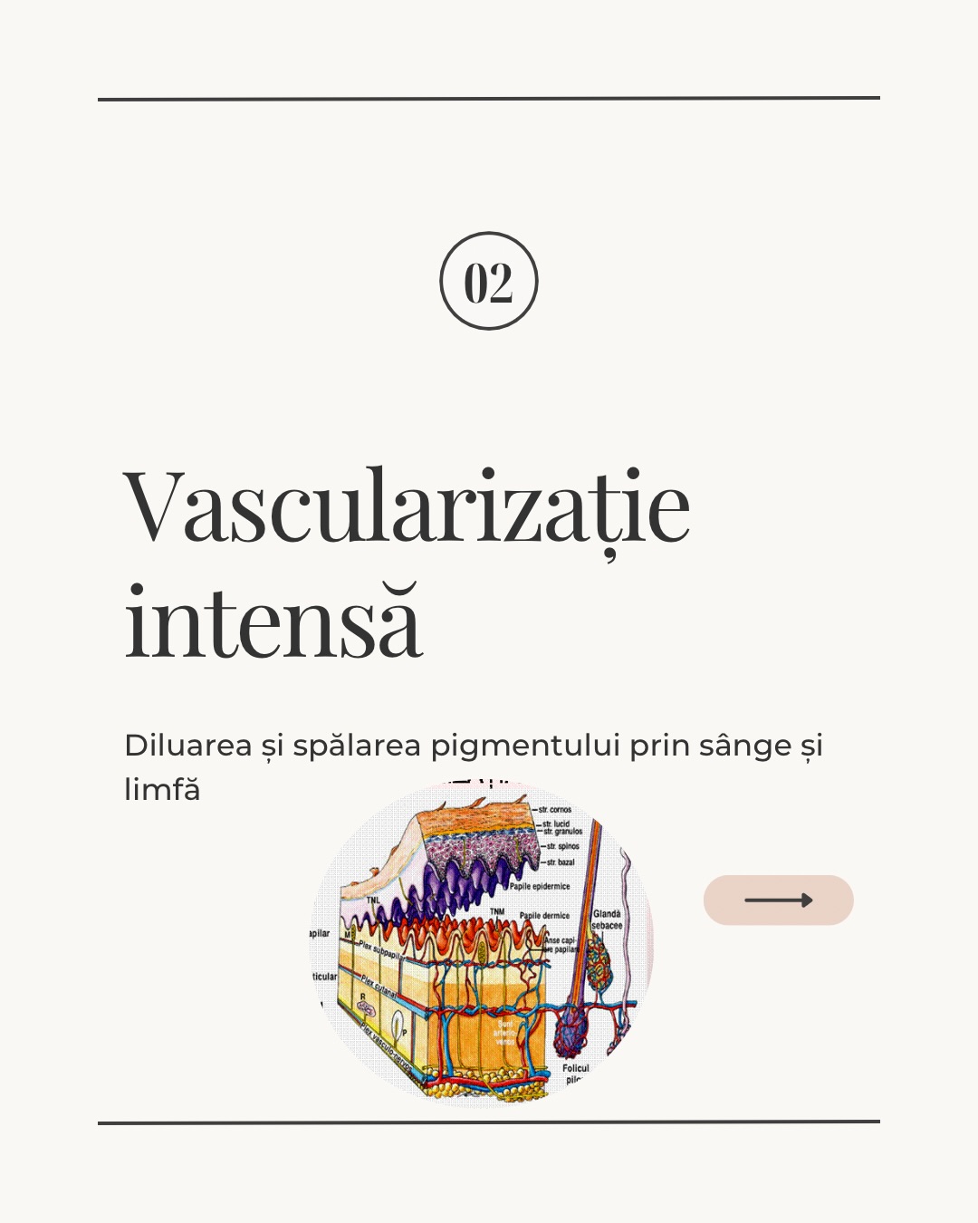 Structura Pielii